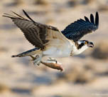 osprey 2